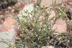 Heliotropium supinum